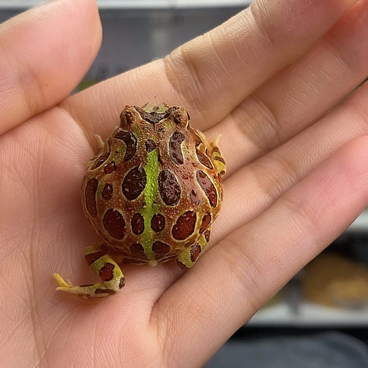 用***8角蛙2269瑕疵钟角