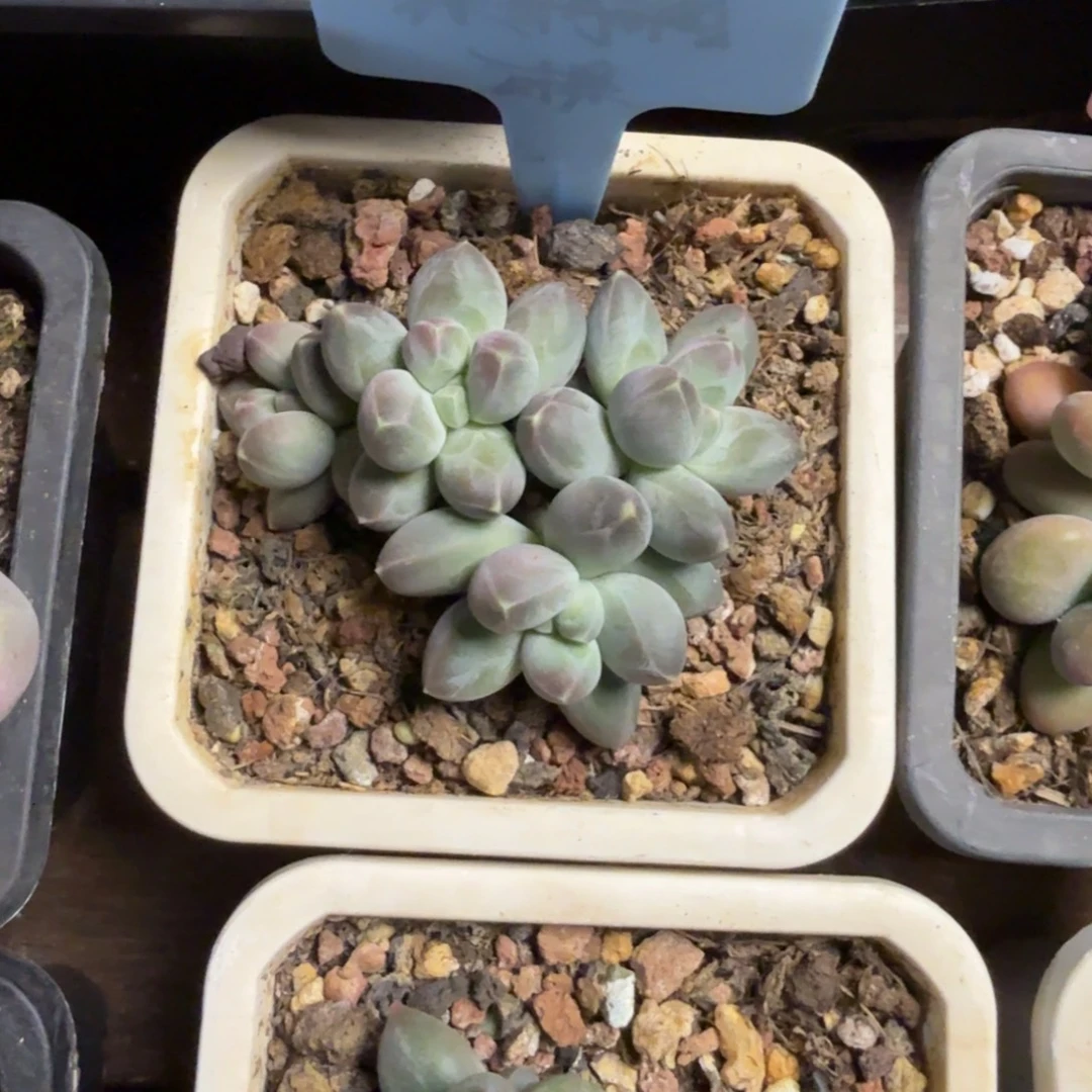 松果美人11111111111111111