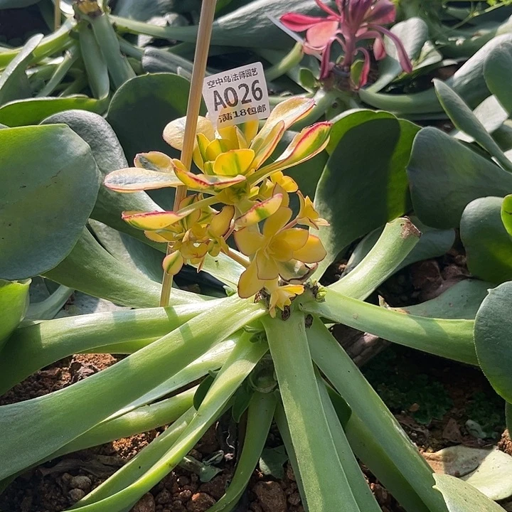 露*。026太阳神多肉植物