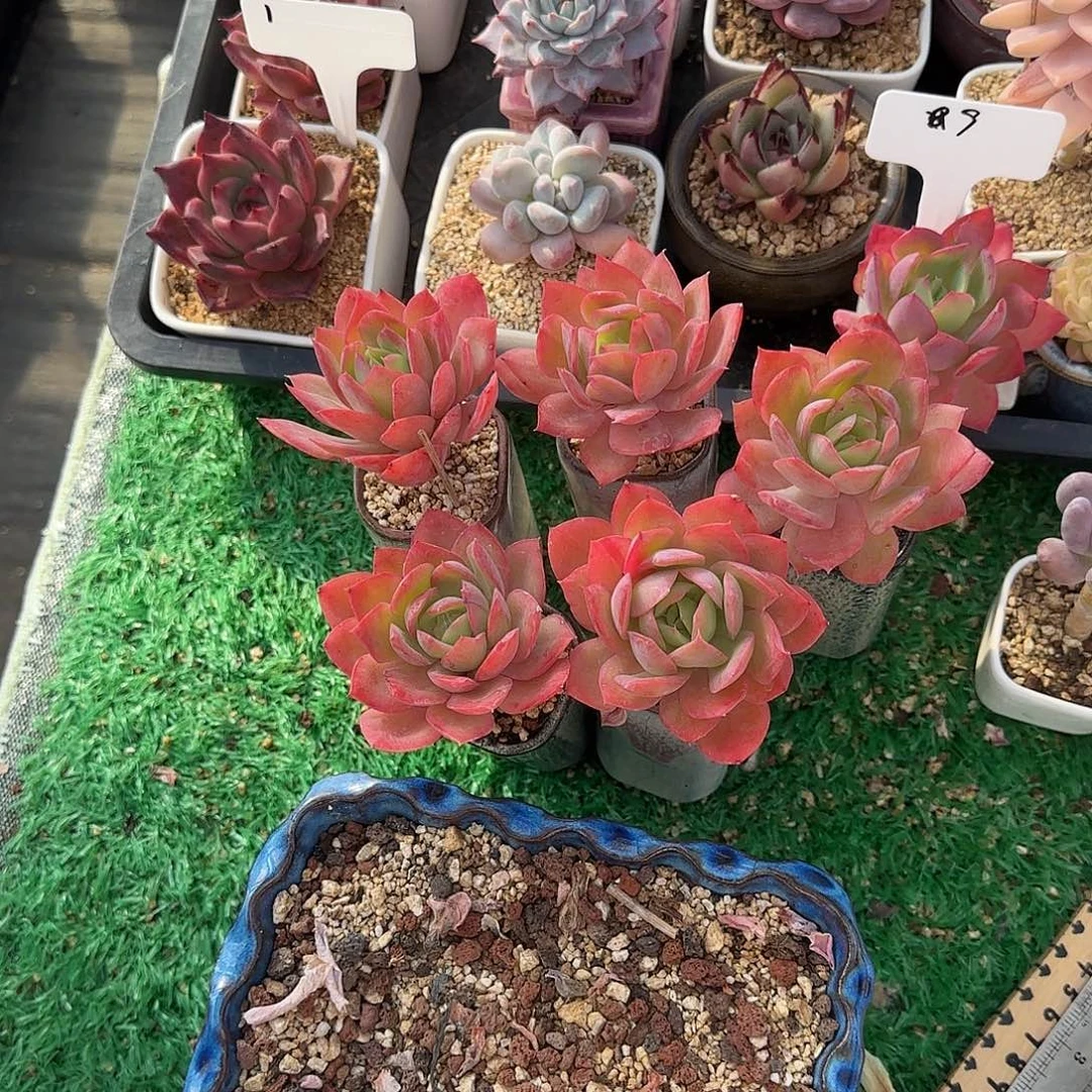多肉植物绮罗花卉