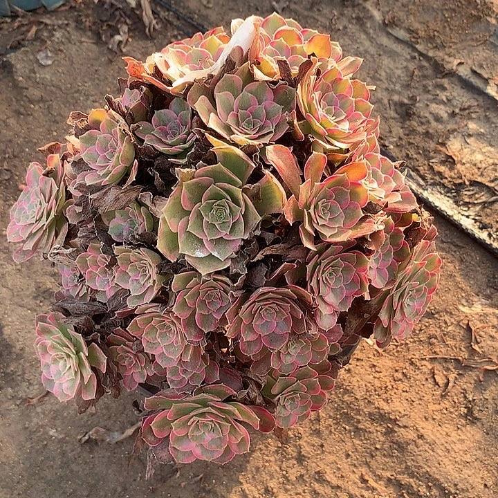 多肉植物安娜499号