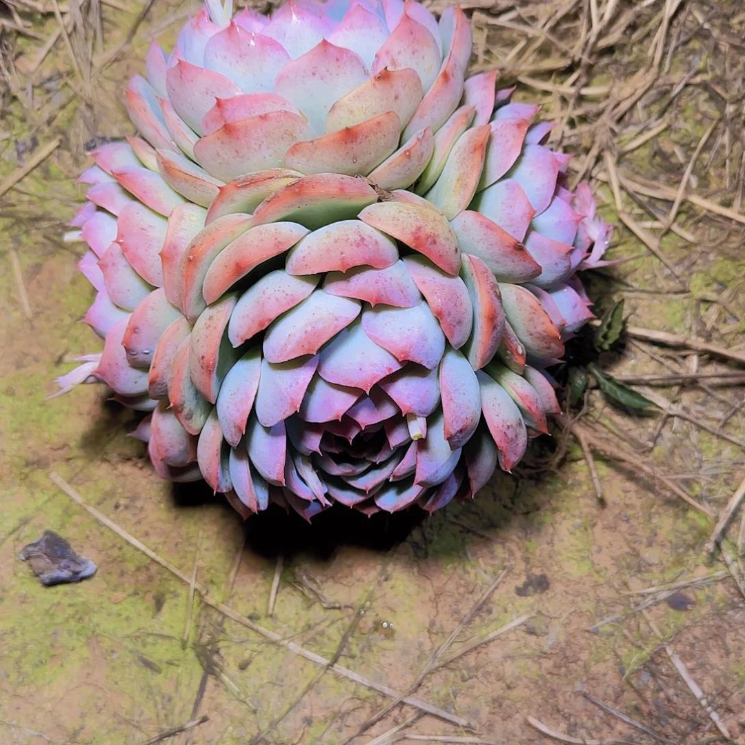 地栽侧影多肉多肉