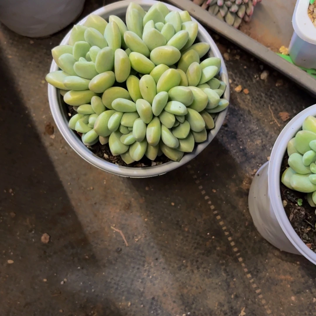 紫****党泡泡糖多肉美美哒的