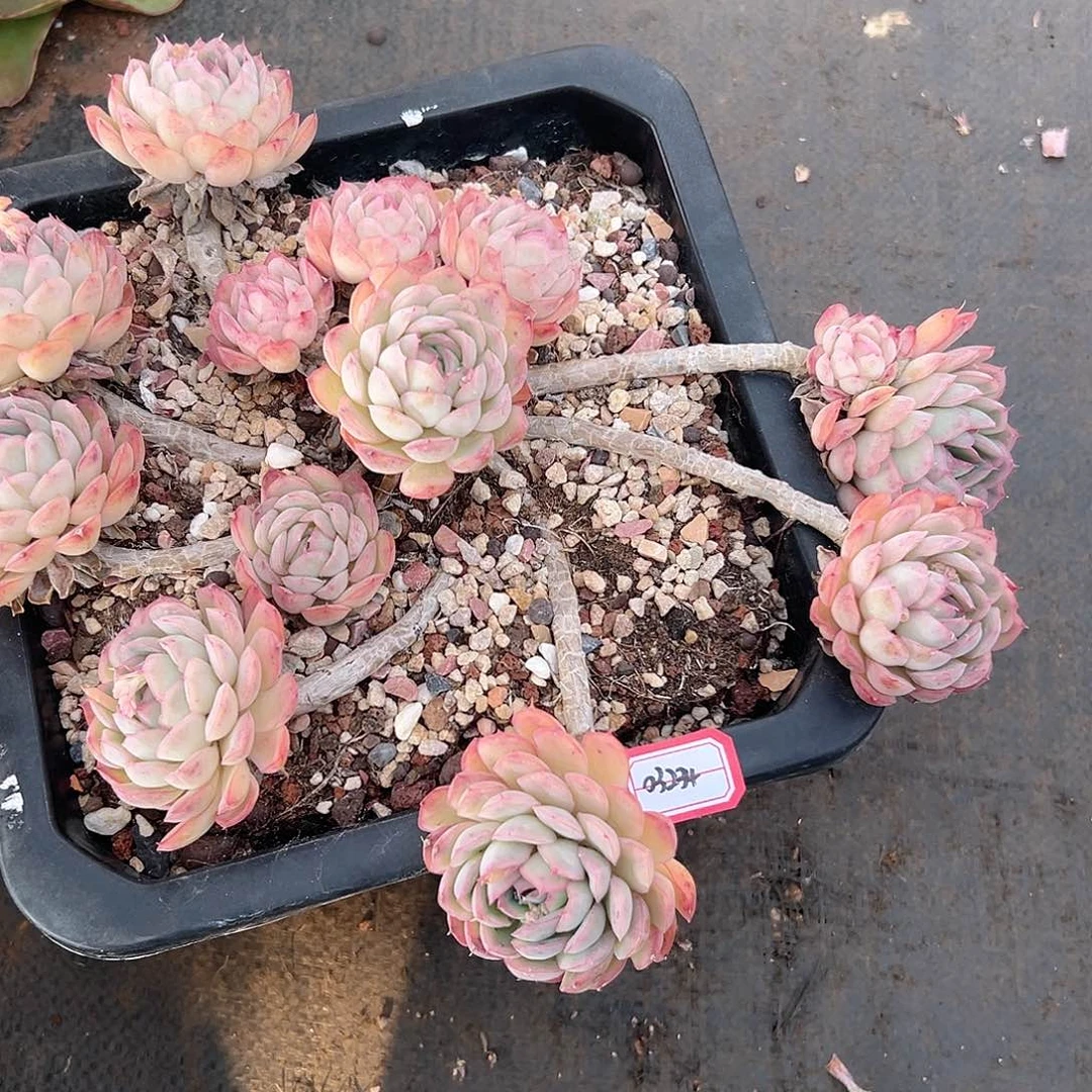 猫*03234草莓冰多肉