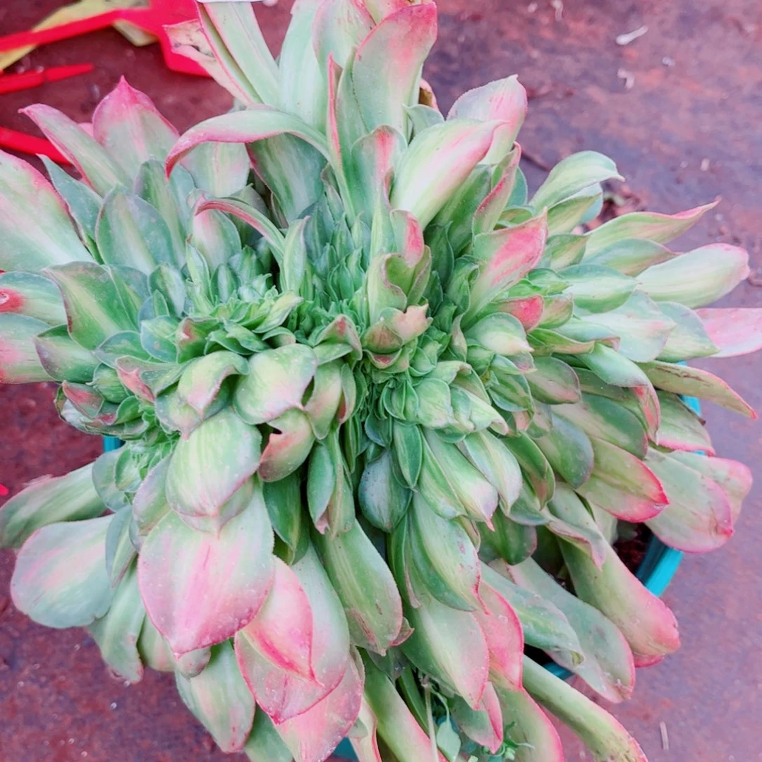 多肉植物180香炉