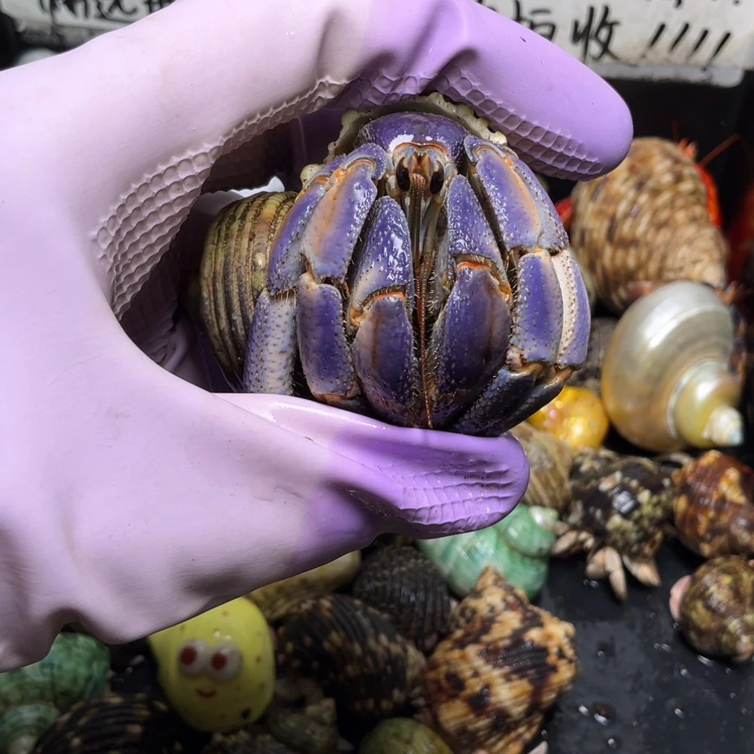 11号，3.5口紫陆寄居蟹
