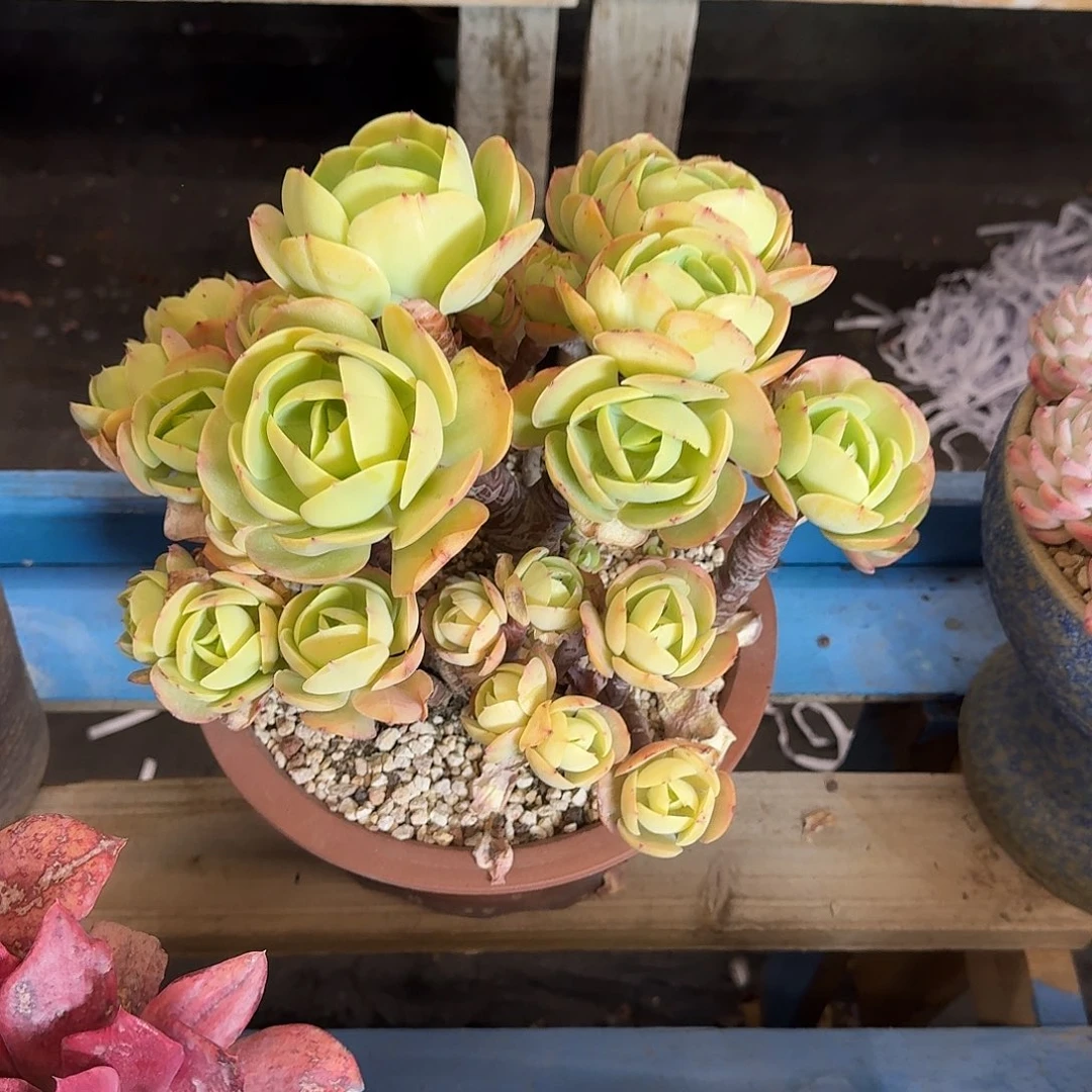 用****2鸡蛋碧桃 000000000