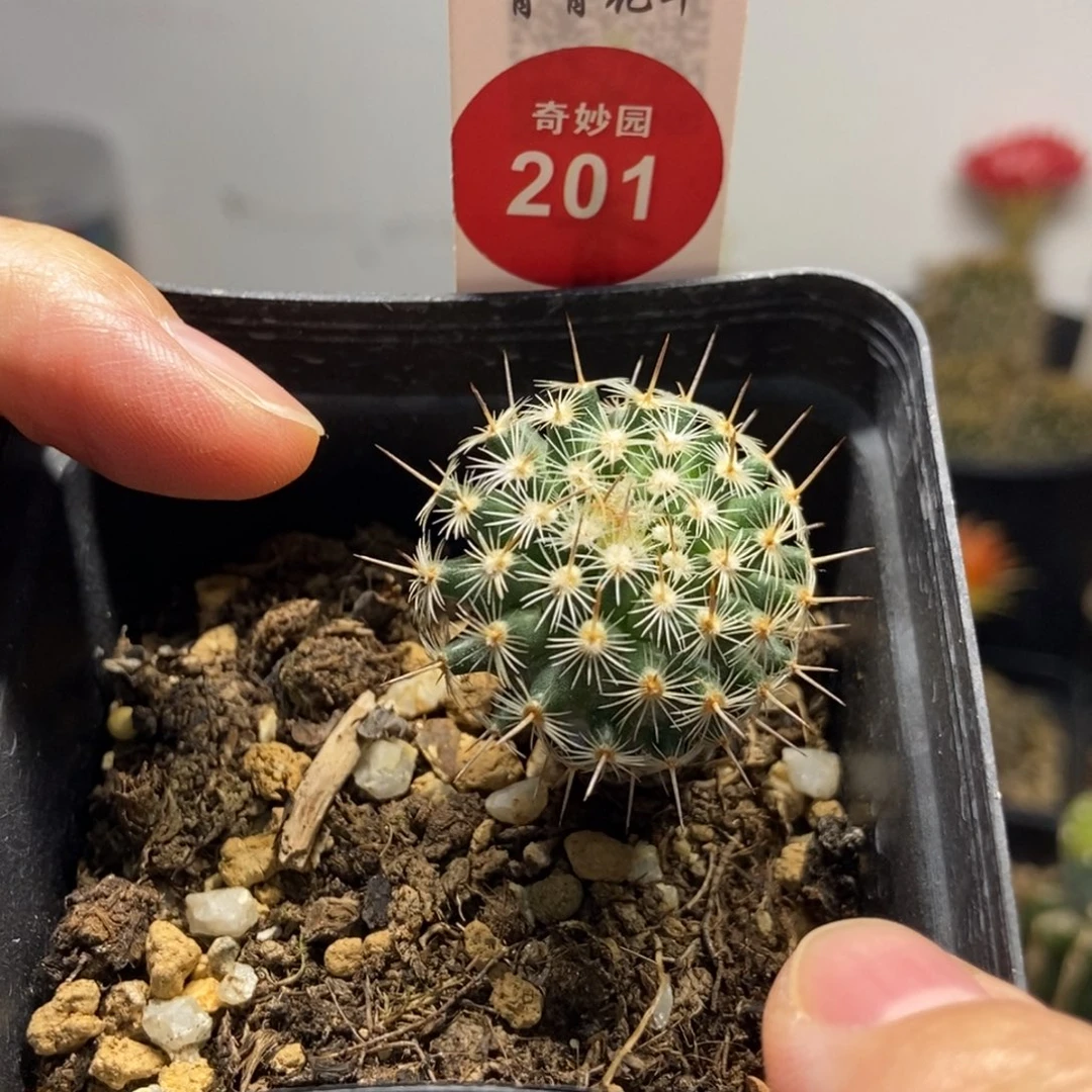 实生北境娇丽2.6cm一棵仙人球