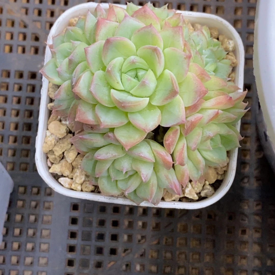 精品多肉一物一拍不包整273