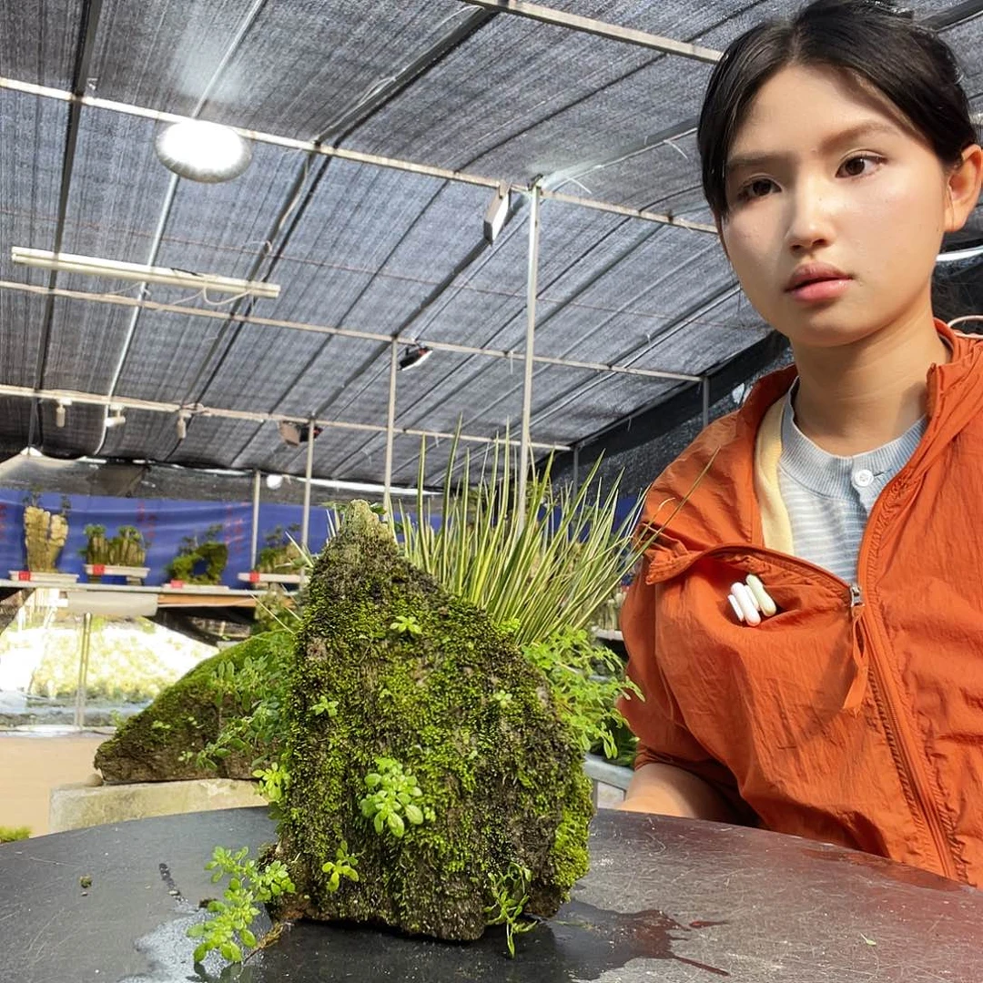 w***p当前无花栽培后可以开花