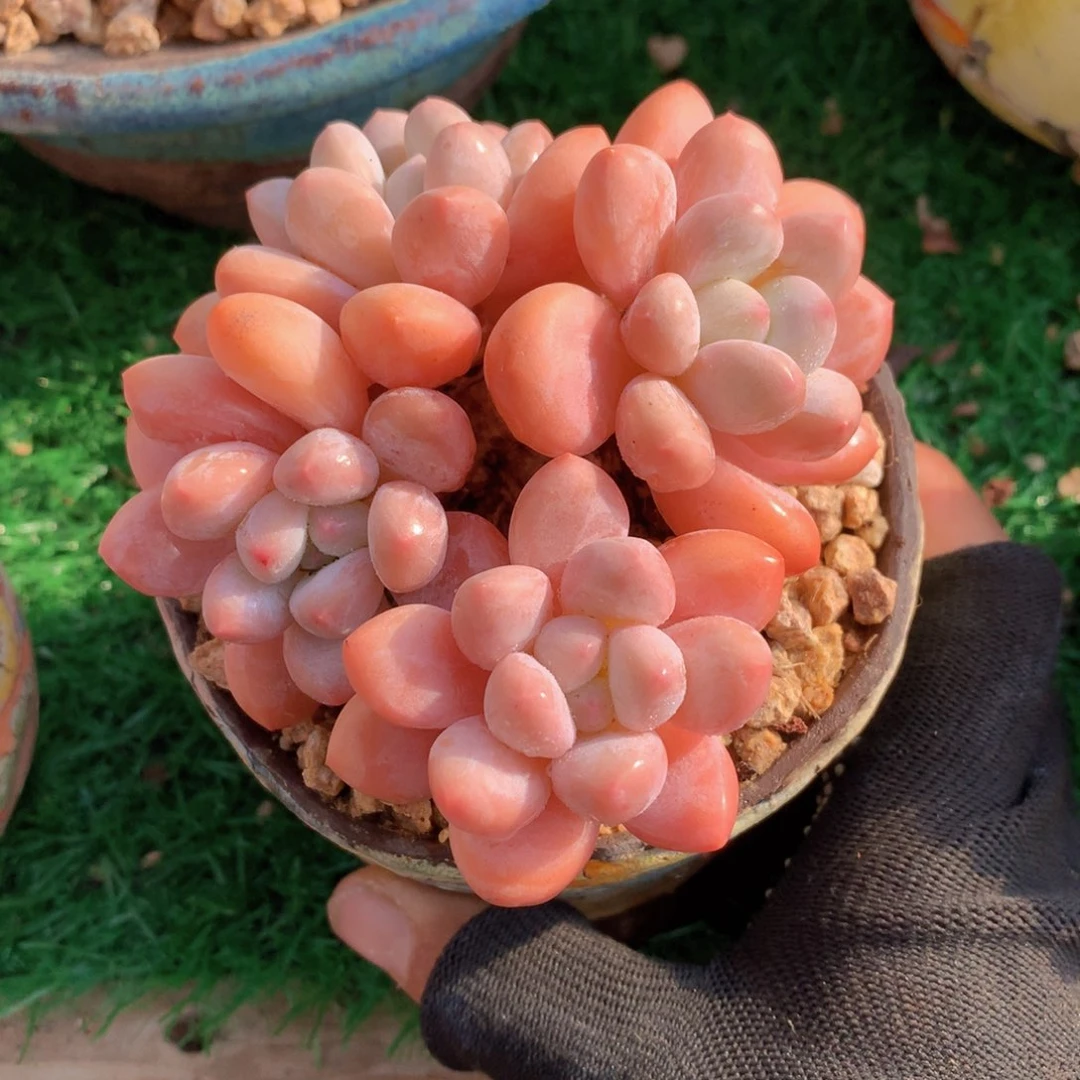 r****i香水10 公分一物一拍