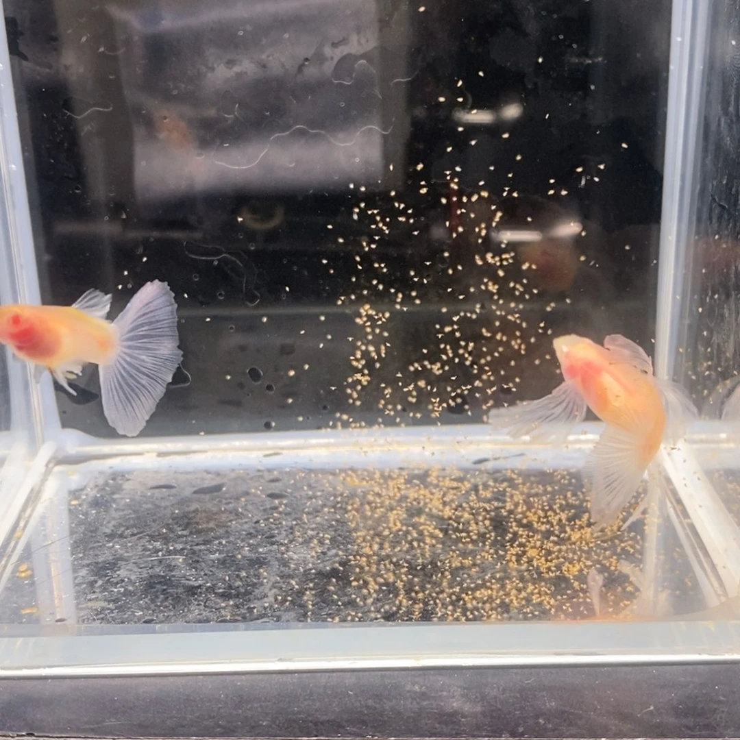 孔雀鱼蓝白玻璃c白子一对