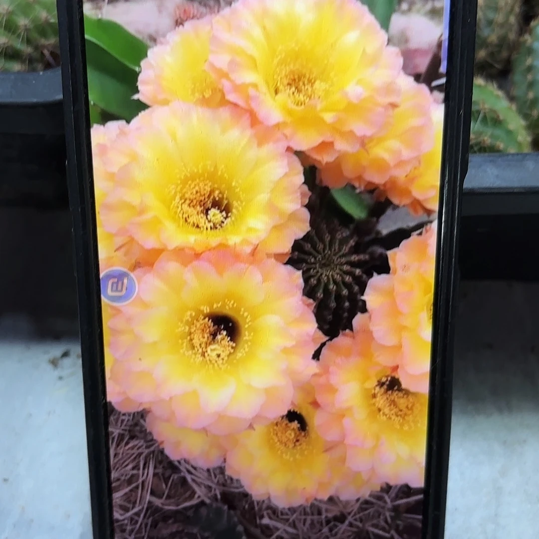 哦天天堂彩侧牙20包邮仙人球39