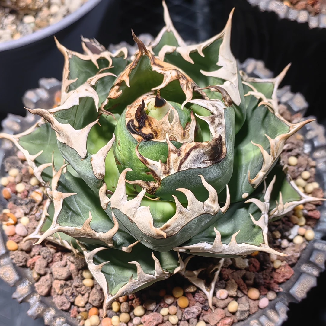 灯养红猫龙舌兰仁王冠