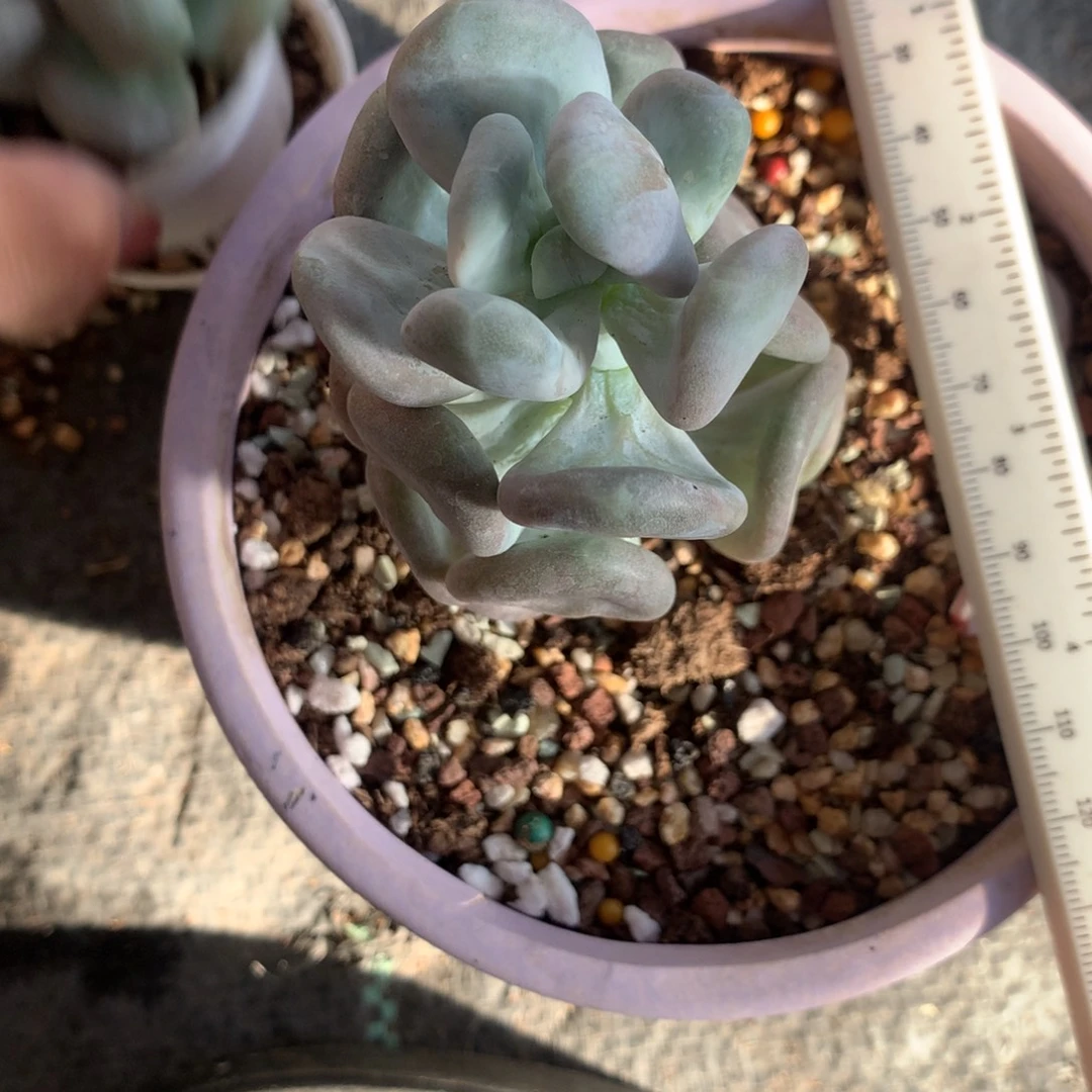 贝壳奶酪锦嚯哈哈哈哈哈