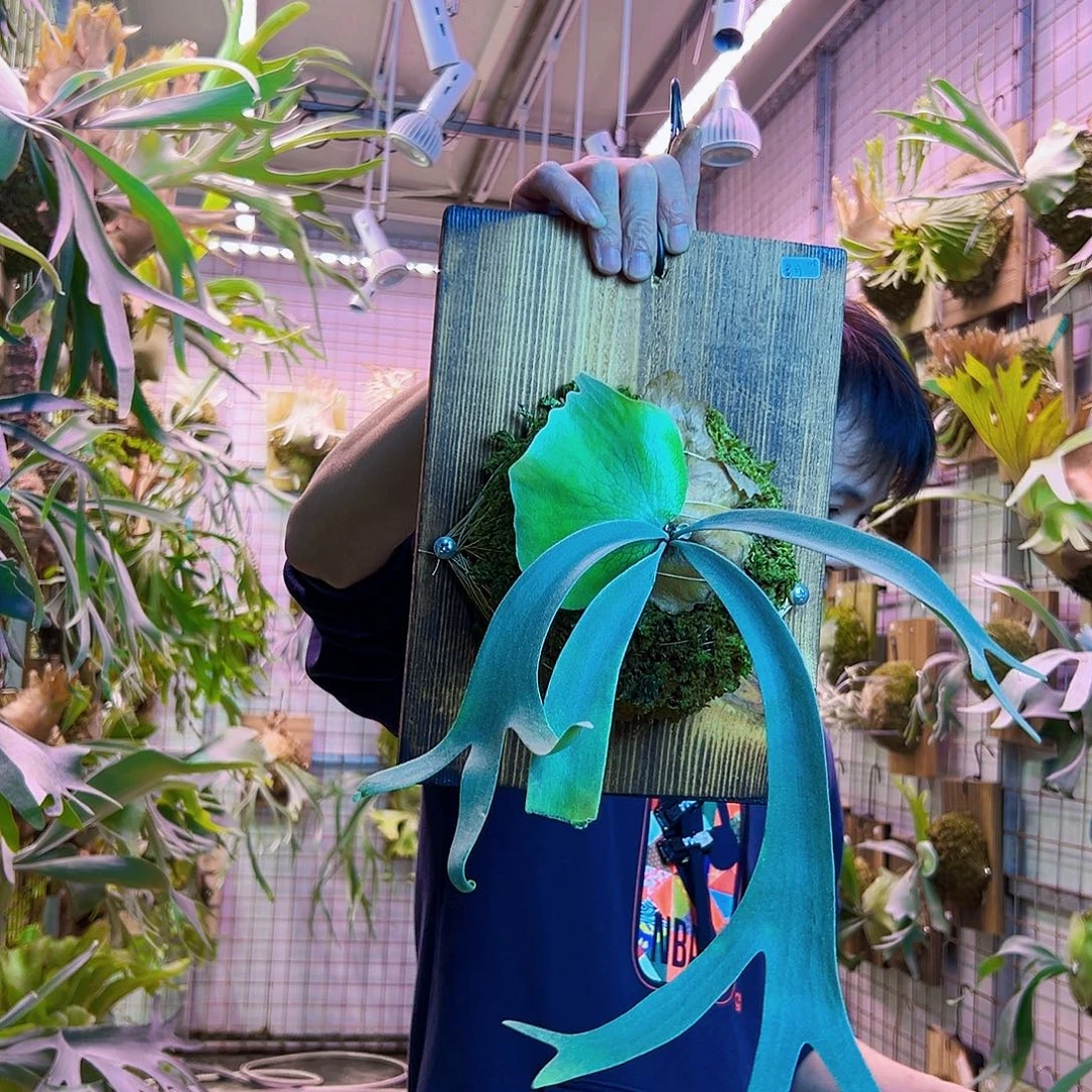 无花朵黄月88888888