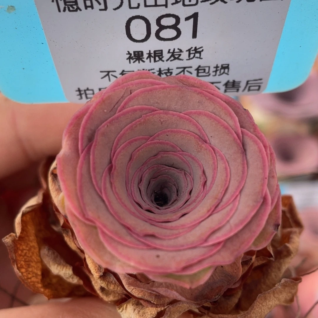 山地玫瑰081裸根发货不售后