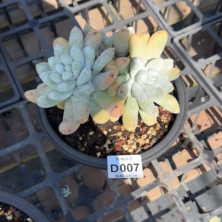 T****s拇指仙女杯一物一拍