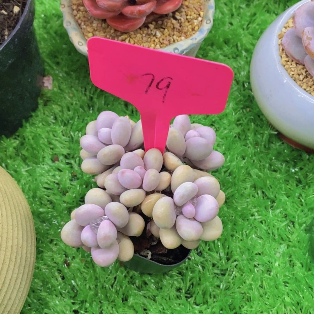 沁**语开心多肉植物多肉