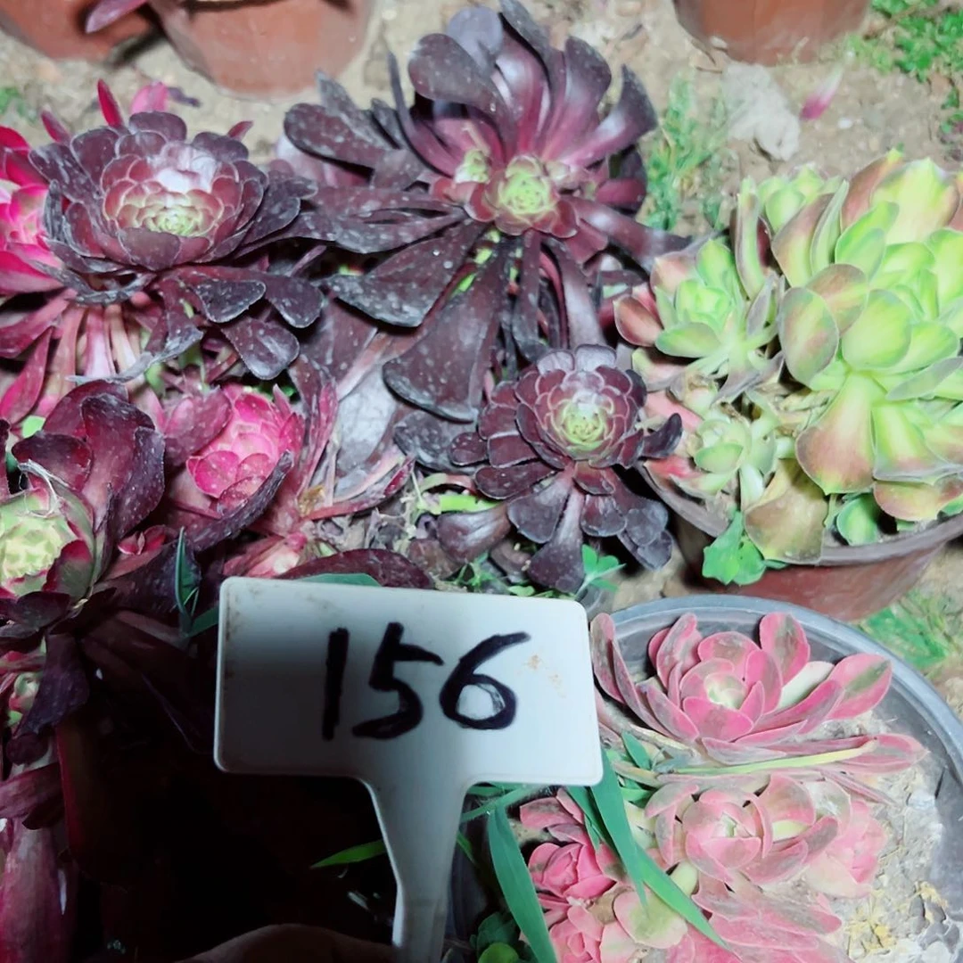 多肉植物组合5个