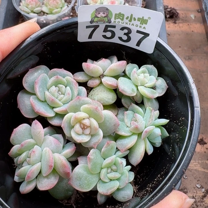 多肉植物多肉植物