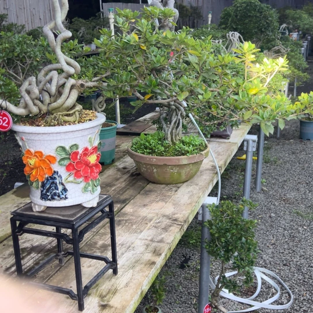 颖****无花朵栀子花盆景老桩