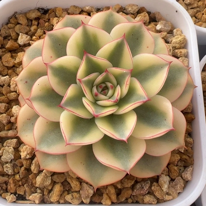 斗牛士锦一物一拍锦龙