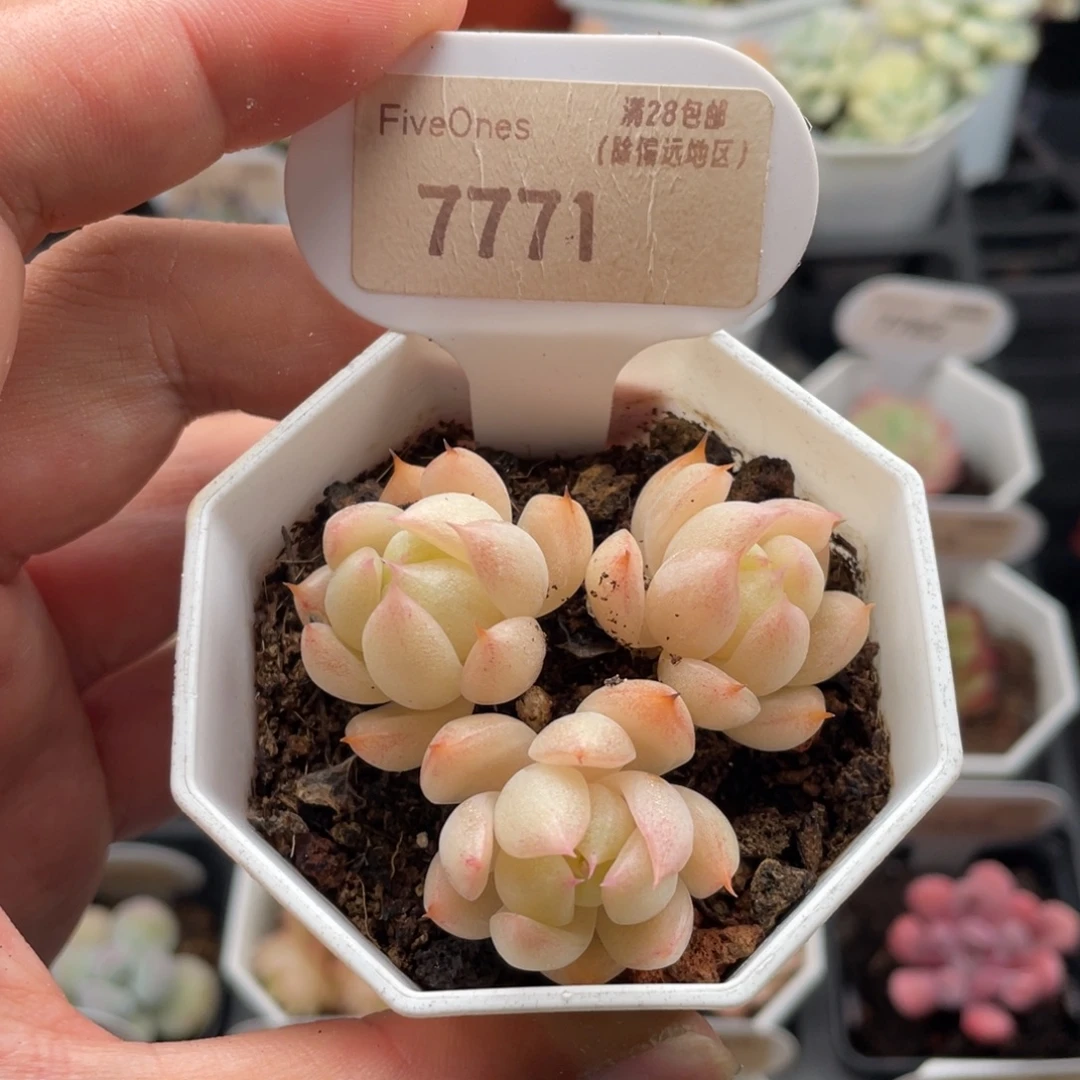 麦秆7771-5.0厘米