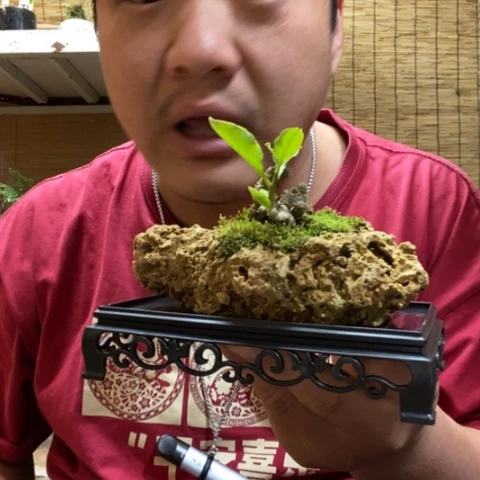 红陶一物一拍所见即所得95