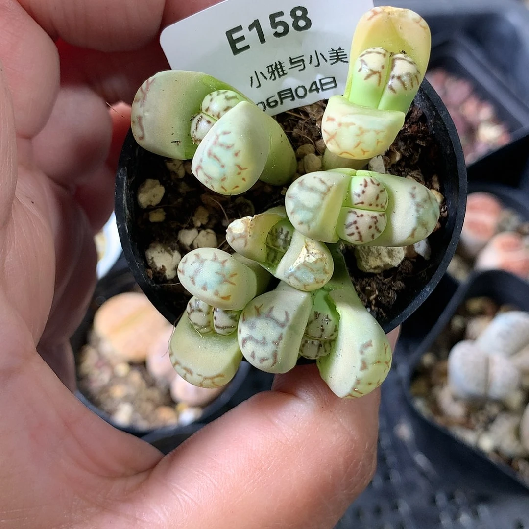 A****生E158多肉植物保护研究所