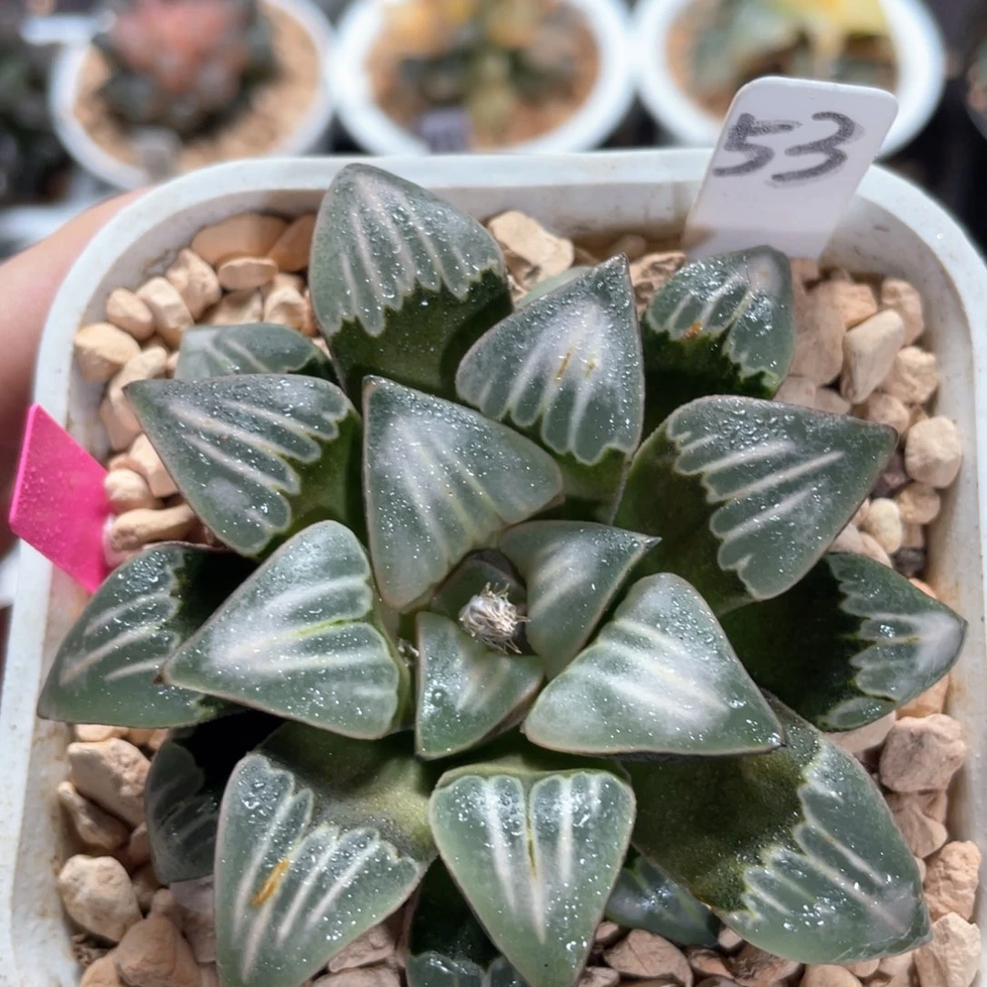 53白寡妇。