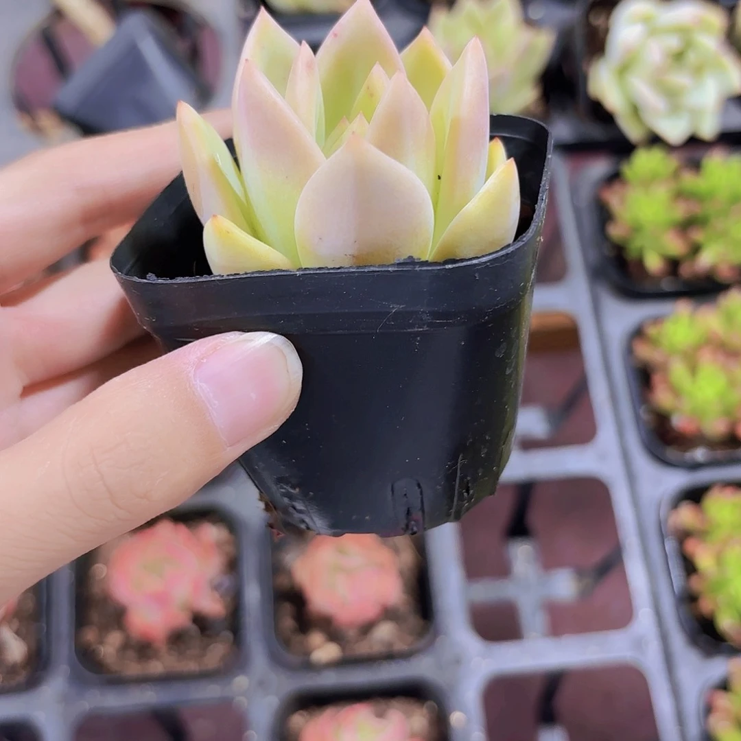 精品香槟多肉植物