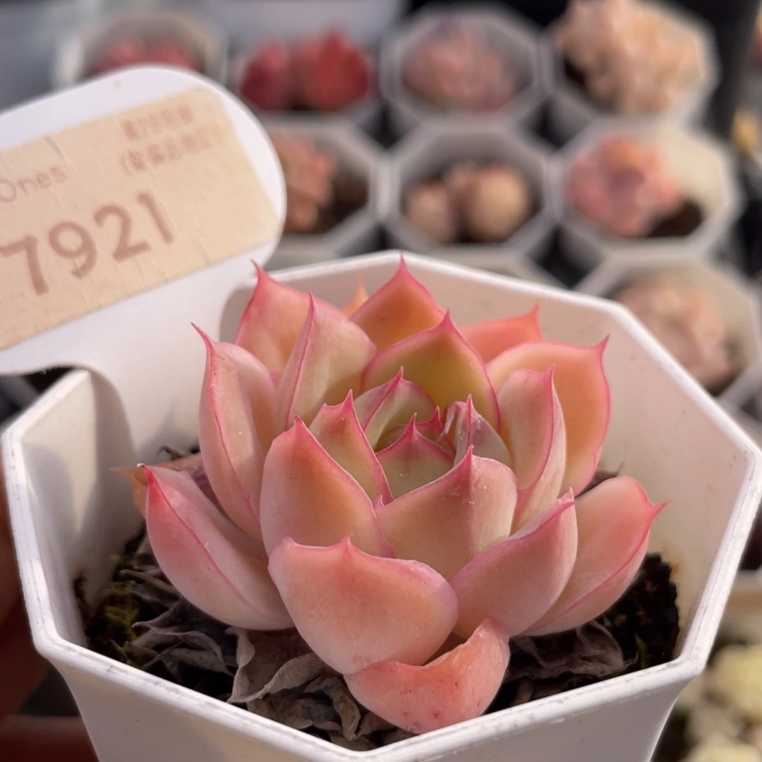 采荷7921-4.5厘米