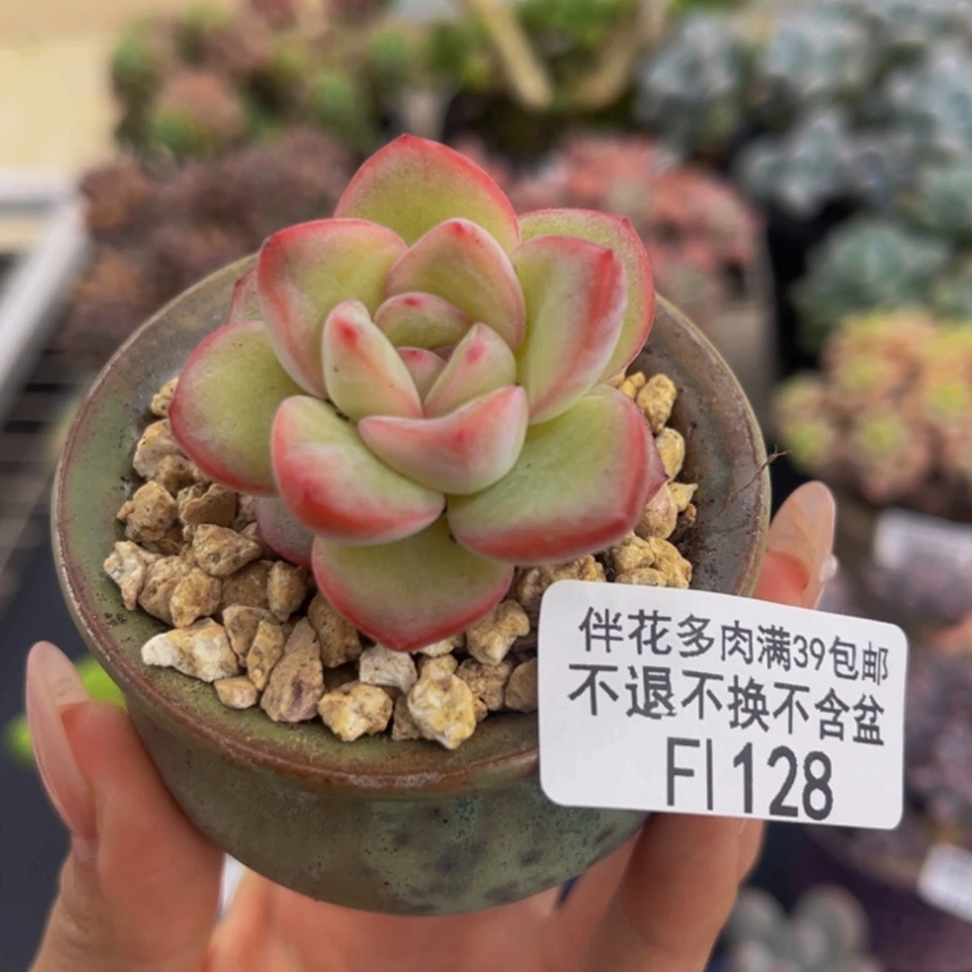 128-奶油泡芙多肉4cm
