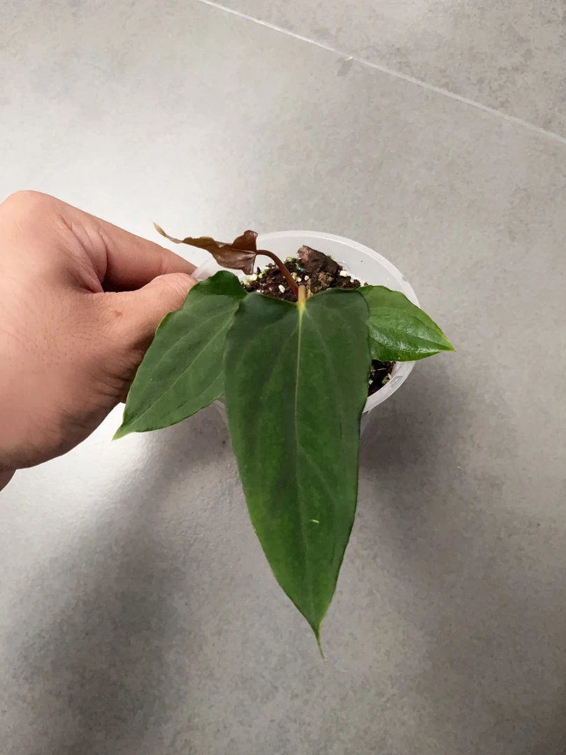 【RL 2 】天南星科 热带植物