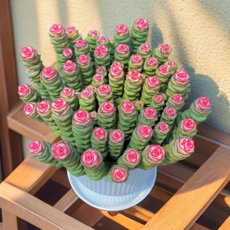 室内好养钱串多肉盆栽多肉植物小盆栽适合办公室桌面摆放~金钱串