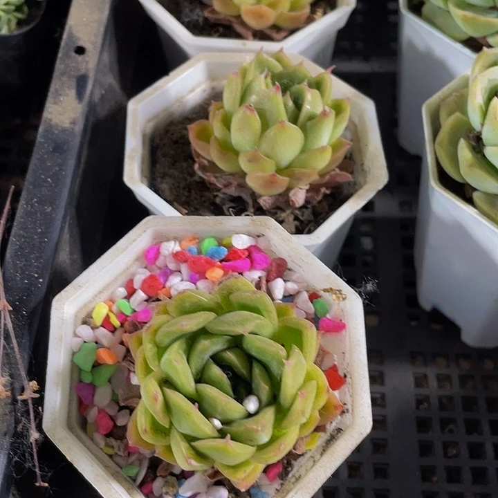 八角盆落日1元处理