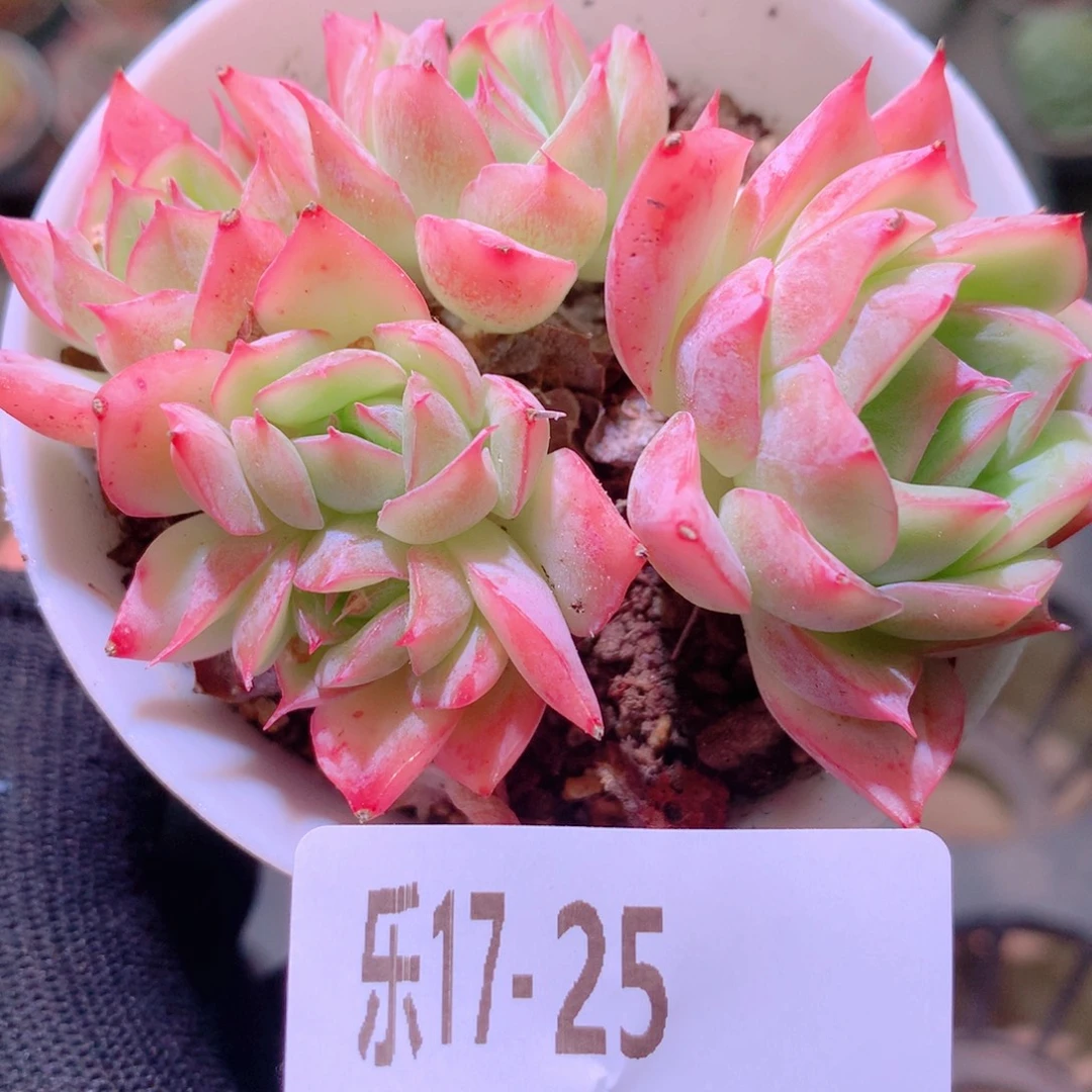 乐然17-25 孤星群