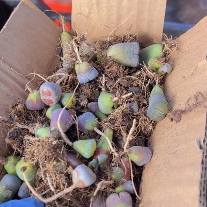 一箱小苗888888888888