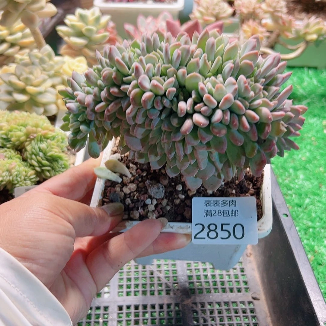 多肉一物一拍植物2850