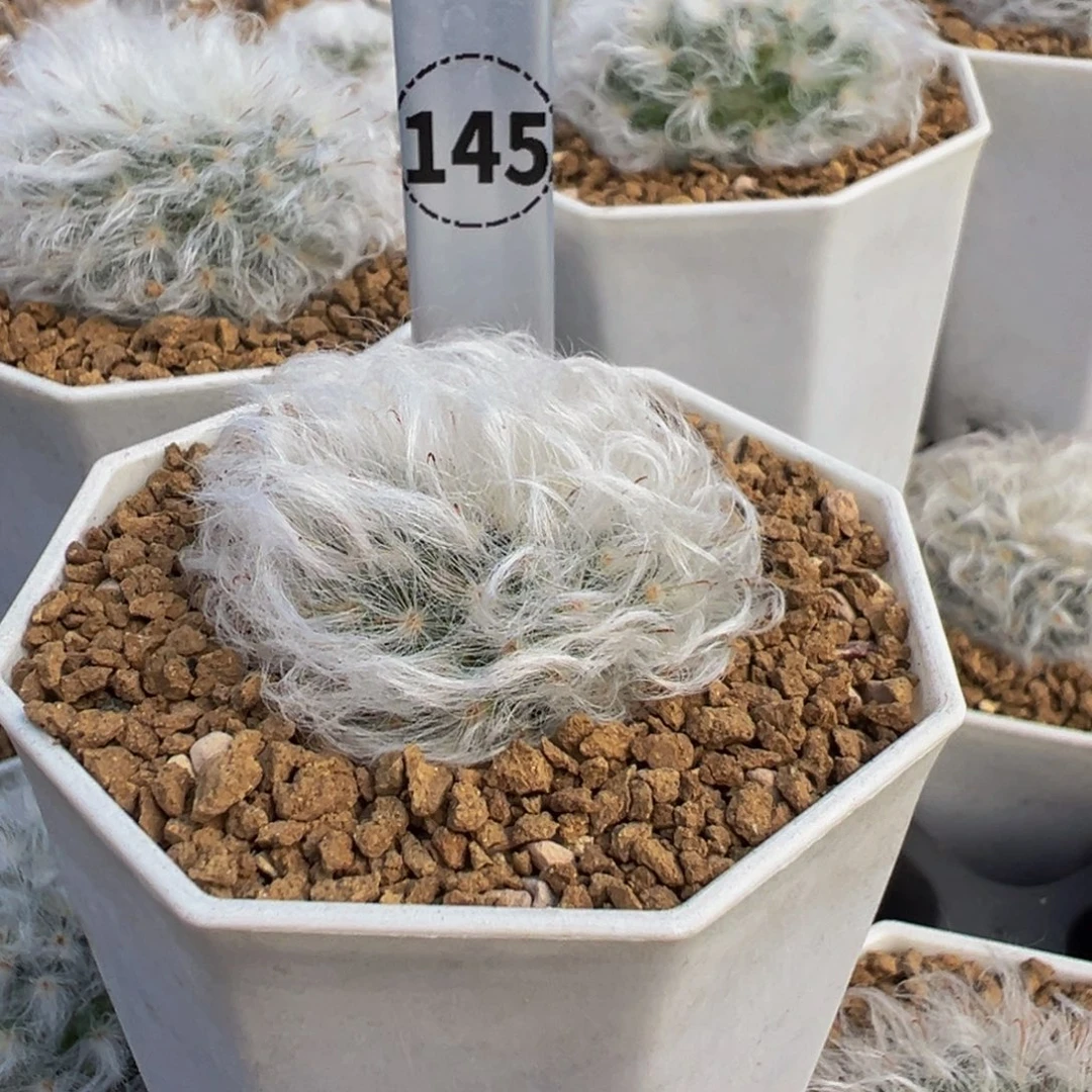 彩***朵145实生根白云高砂多肉植物带盆土