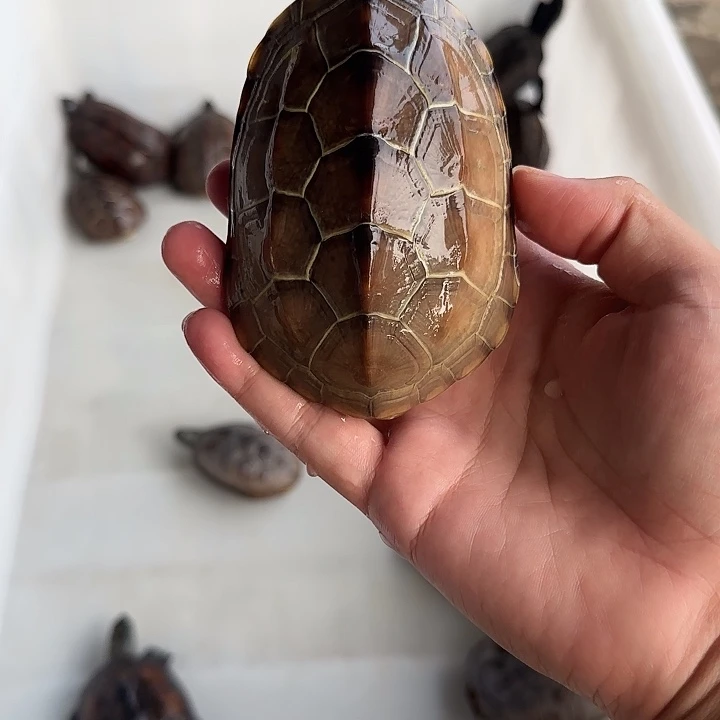 母宠物龟外塘冷水湖北草