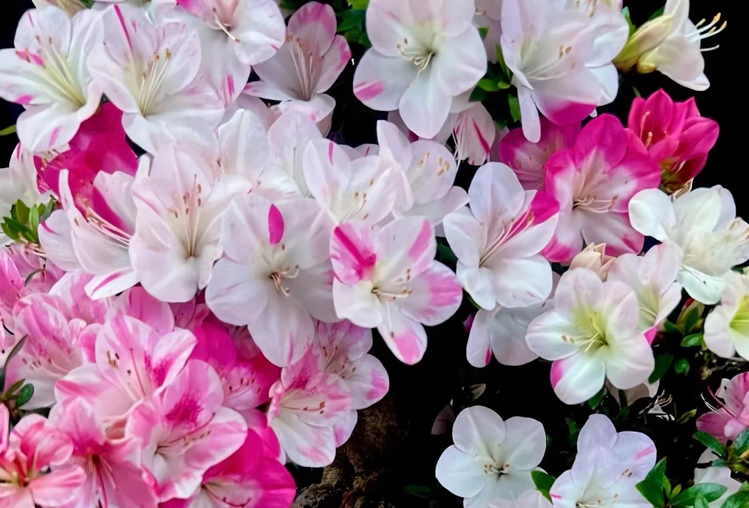 直播补价链接，请勿私拍！