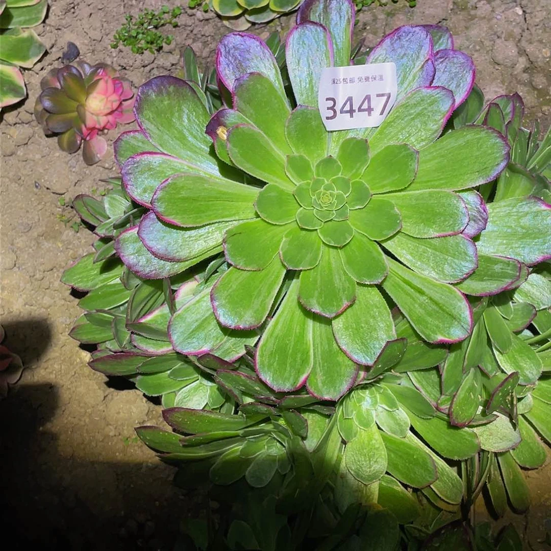 3447万花筒多肉植物
