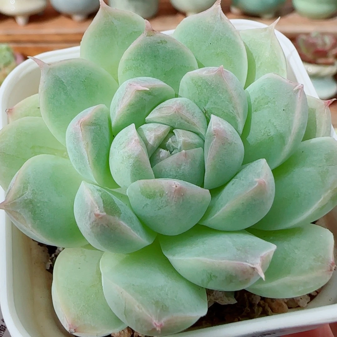花语逸镜1012-368麦秆