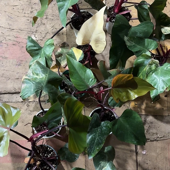 无花朵草莓蔓绿绒不包叶损