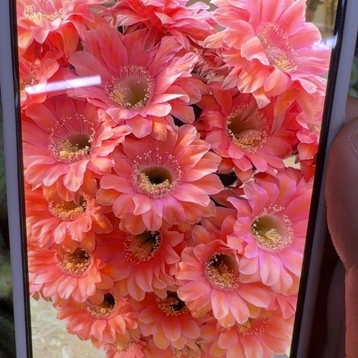 391彩草遐想歪4公分左右无根侧牙，20包邮