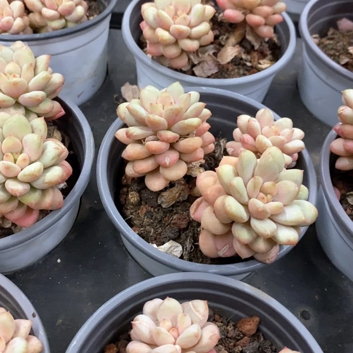 02。阳光玫瑰群生。元旦福利