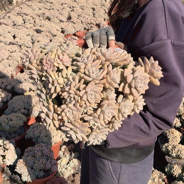 708 淡雪缀 一物一拍