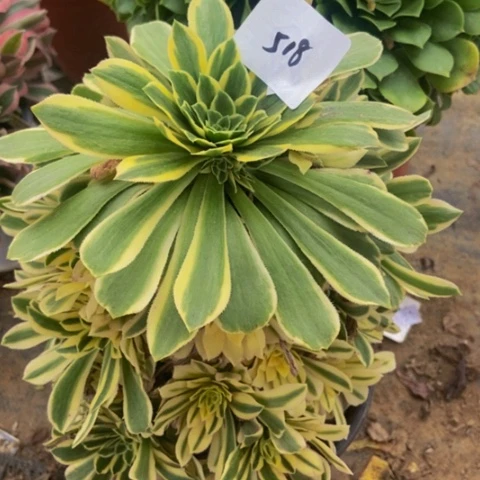 绿羊绒锦多肉518多肉